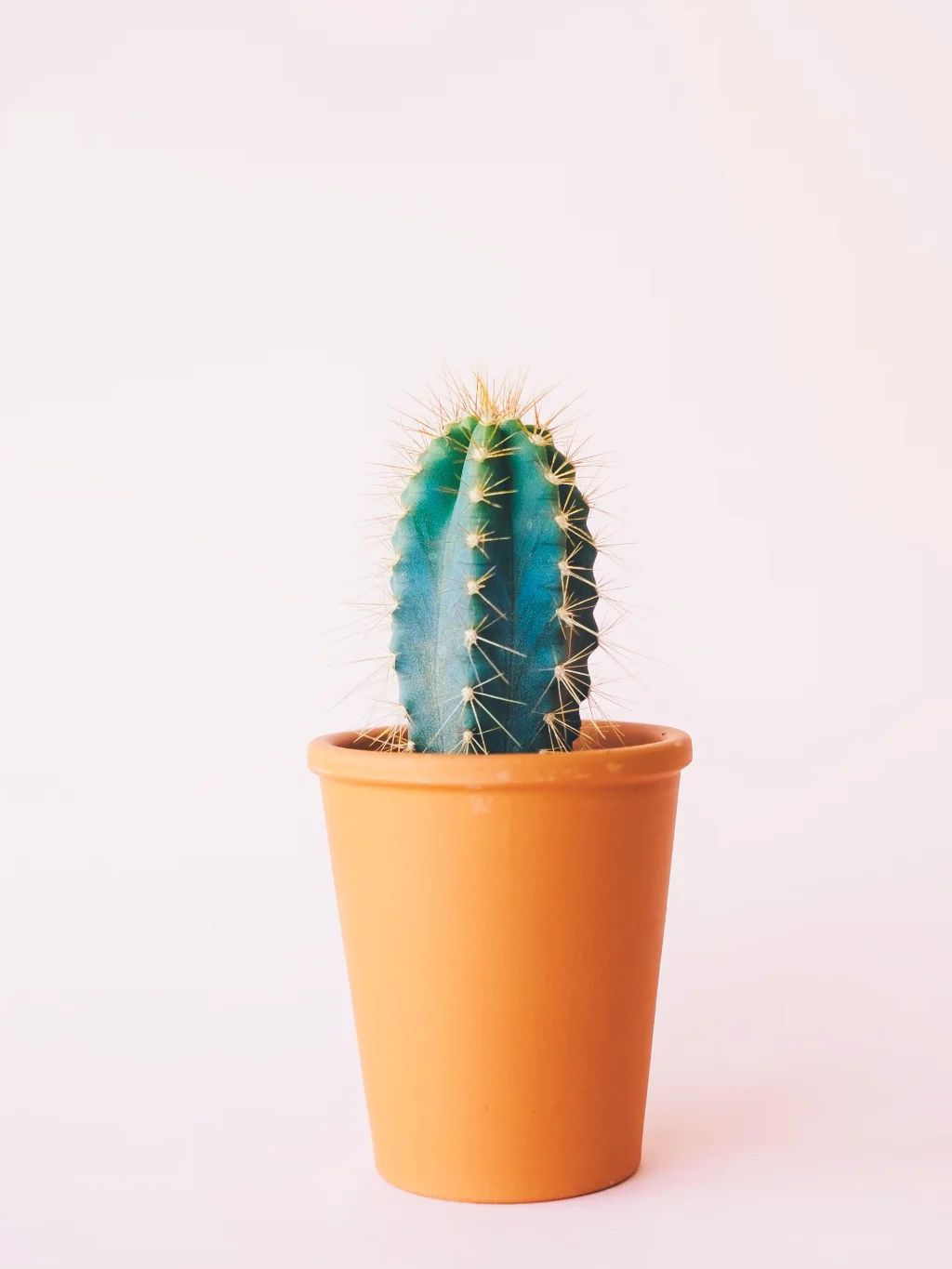 Portfolio Bild
